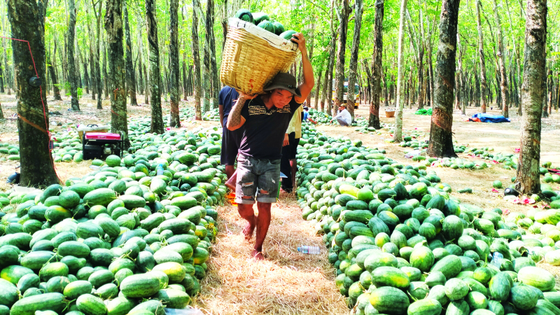 Mùa dưa “đắng”