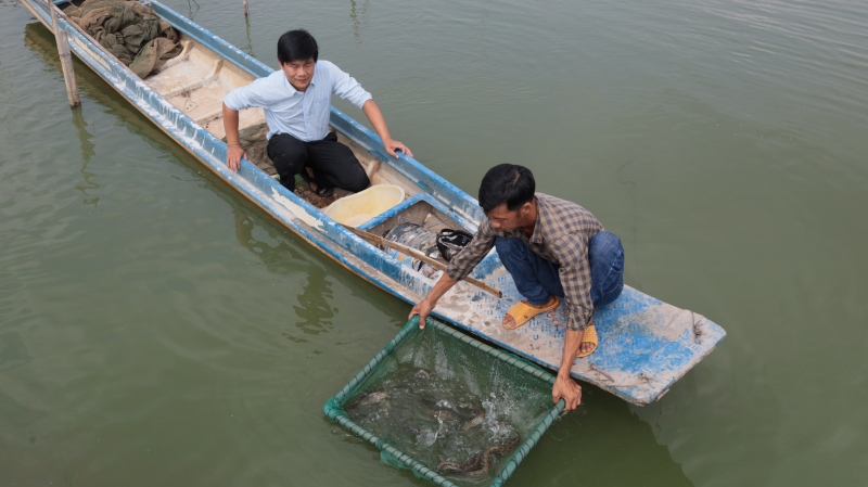 Triển vọng mô hình nuôi cá chạch lấu thương phẩm