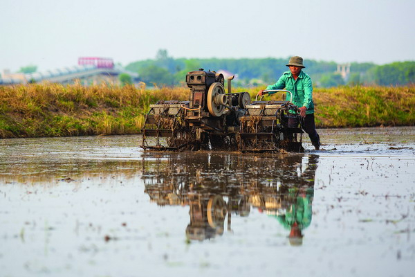 Nông dân đội nắng xuống giống vụ Hè Thu