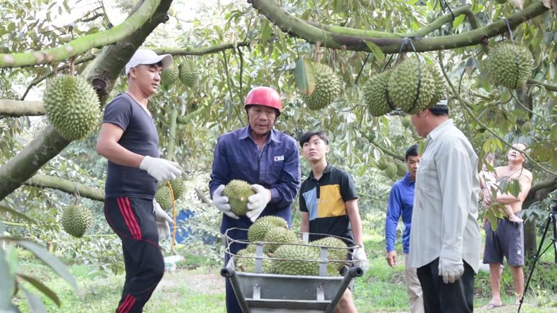 Sầu riêng rớt giá, thương lái “méo mặt” vì đặt cọc trước