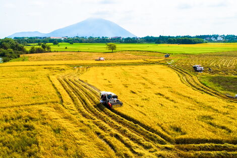 Giữ ổn định 40.000 ha đất trồng lúa