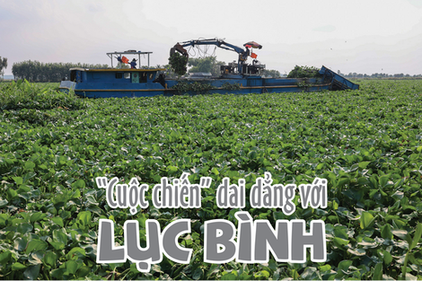 “Cuộc chiến” dai dẳng với lục bình