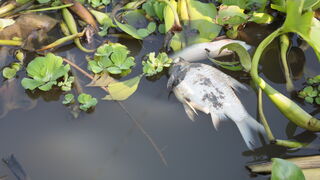Cá chết bất thường trên sông Vàm Cỏ Đông