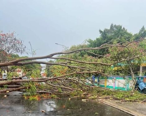 Thị xã Hoà Thành: Mưa giông gây gãy đổ cây, tốc mái một nhà kho