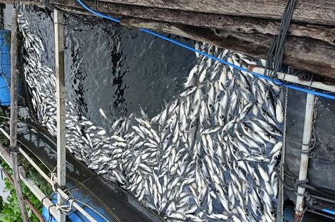 Nước sông Vàm Cỏ Đông ô nhiễm: Người dân lao đao vì cá nuôi chết hàng loạt