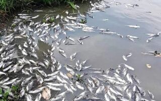 Cá chết hàng loạt trên sông Vàm Cỏ Đông: Người dân cần câu trả lời thuyết phục