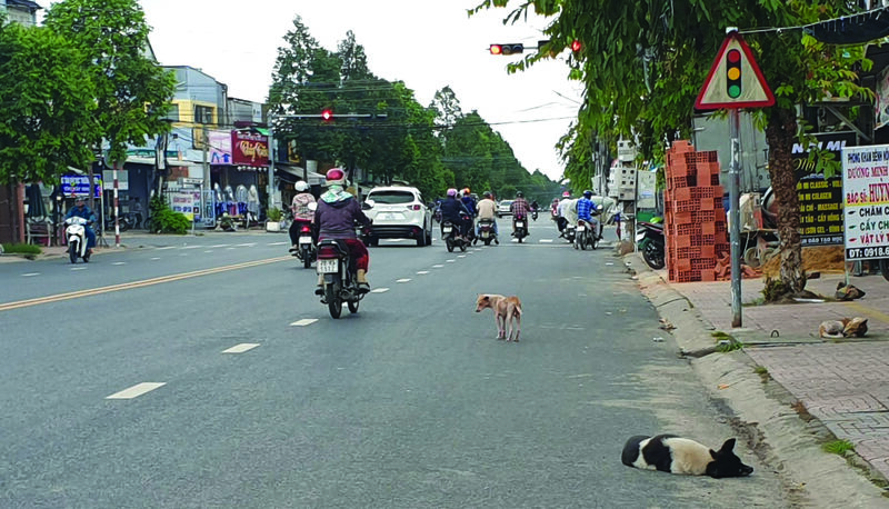 Xử lý chó mèo thả rông -vẫn còn lúng túng