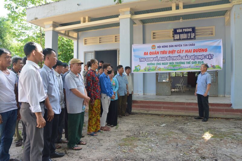 Hội nông dân huyện Tân Châu: Ra quân diệt cây mai dương và thu gom vỏ, bao bì thuốc bảo vệ thực vật