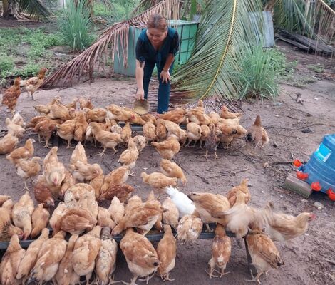 Hảo Đước: Mô hình “Tổ liên kết chăn nuôi gà” giải quyết việc làm hiệu quả cho phụ nữ