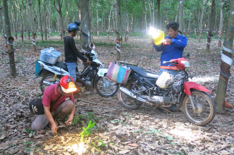 Mùa săn nấm mối