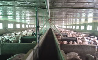 Tăng cường kiểm tra đối với các trang trại chăn nuôi trên địa bàn xã Hoà Hiệp