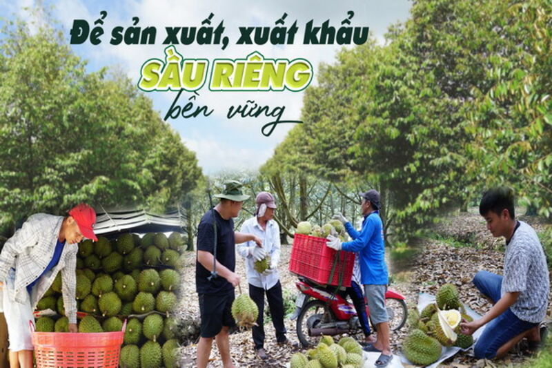 Để sản xuất, xuất khẩu sầu riêng bền vững