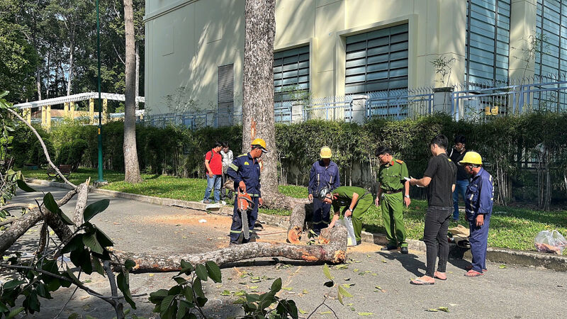 Nhánh cây rơi đè chết 2 người ở công viên Tao Đàn