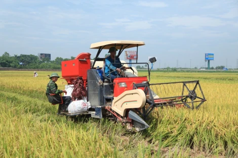 Xuất khẩu gạo hứa hẹn lập kỳ tích mới