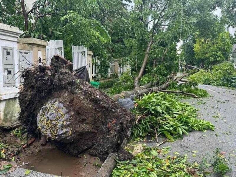 Siêu bão hạ gục hàng loạt cây xanh, lộ cách trồng cây gây nhiều tranh cãi