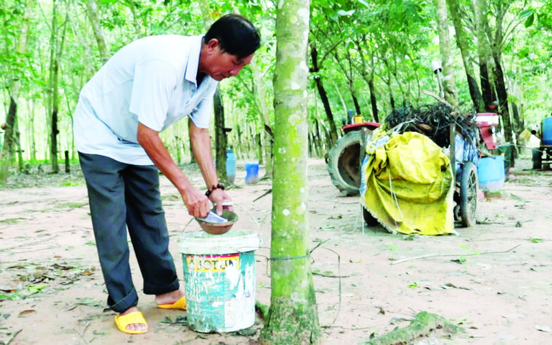 “Lão nông tri điền” năng động