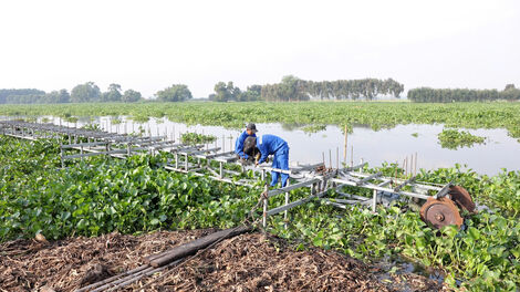 Nghiên cứu thêm phương án trục vớt, xử lý lục bình hiệu quả hơn