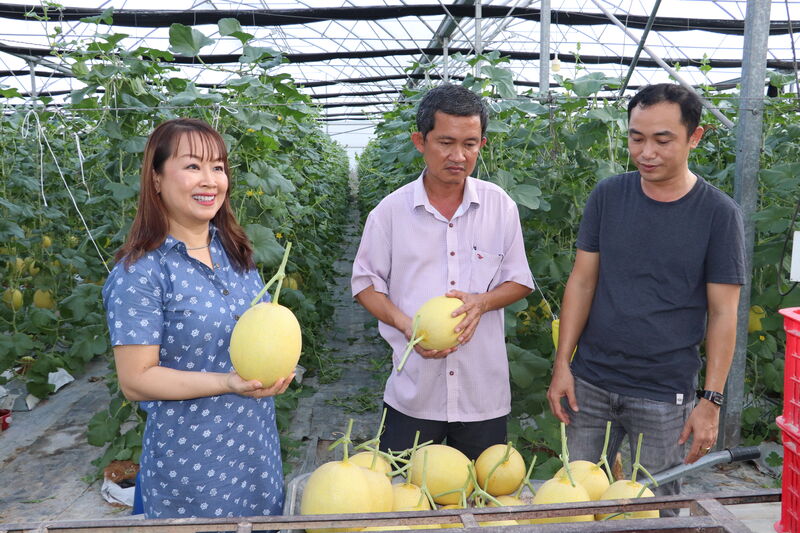 Đẩy mạnh thu hút nhà đầu tư vào sản xuất nông nghiệp công nghệ cao