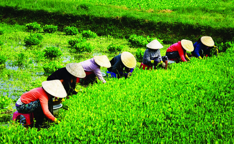  Cây kèo nèo (còn có tên gọi khác là cây ba khía), là một loại rau dại mọc hoang ở những nơi có nguồn nước không nhiễm phèn, được dùng như một loại rau sạch trong chế biến các món ăn dân dã miền Nam.