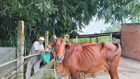 Chi hội trưởng đồng hành cùng nông dân phát triển kinh tế