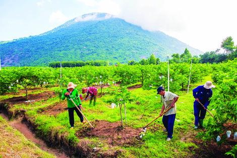 Ngọt lịm mãng cầu trên đất Tây Ninh