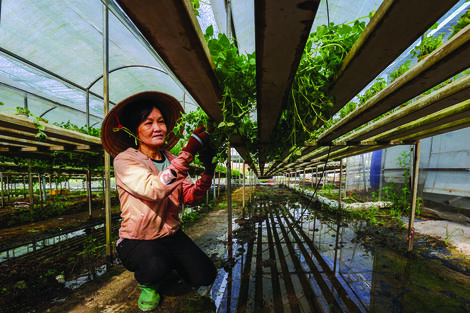 Những bông hoa tỏa hương cho đời