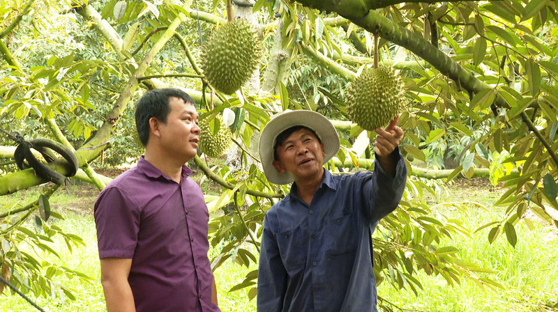 Xây dựng thương hiệu sầu riêng phát triển bền vững