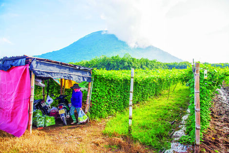  Nhiều hộ dân tại các huyện Gò Dầu, Dương Minh Châu, thành phố Tây Ninh có thu nhập khá nhờ trồng đậu rồng do chi phí đầu tư ban đầu thấp, dễ trồng, không mất nhiều công chăm sóc, ít sâu bệnh và cho trái quanh năm.