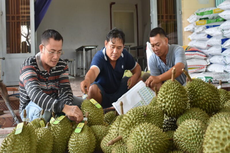 Gò Dầu: Nỗ lực nâng cao giá trị cho sản phẩm trái cây