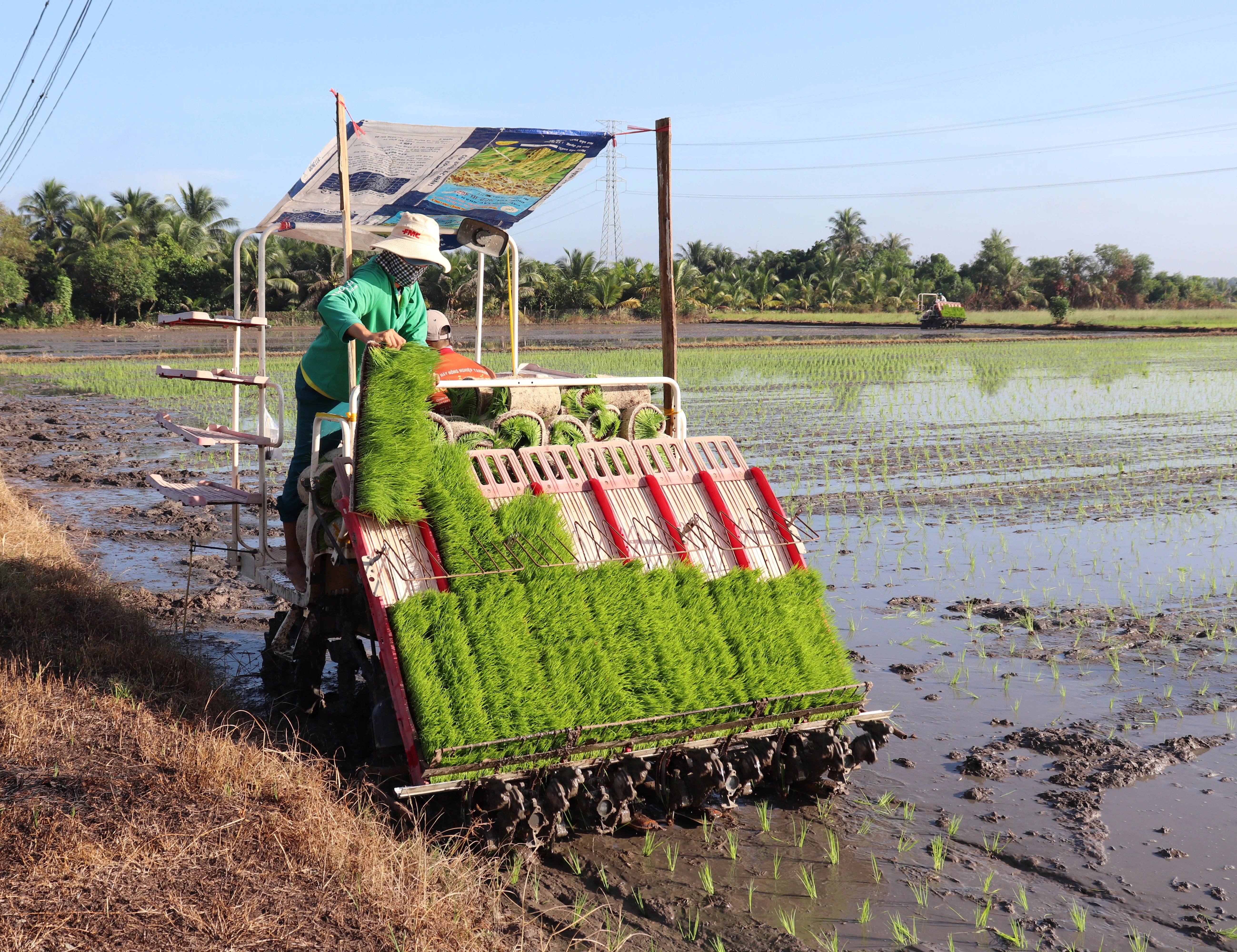 Cấy lúa bằng máy tại HTX giống cây trồng và dịch vụ nông nghiệp xã Bàu Ðồn, huyện Gò Dầu.