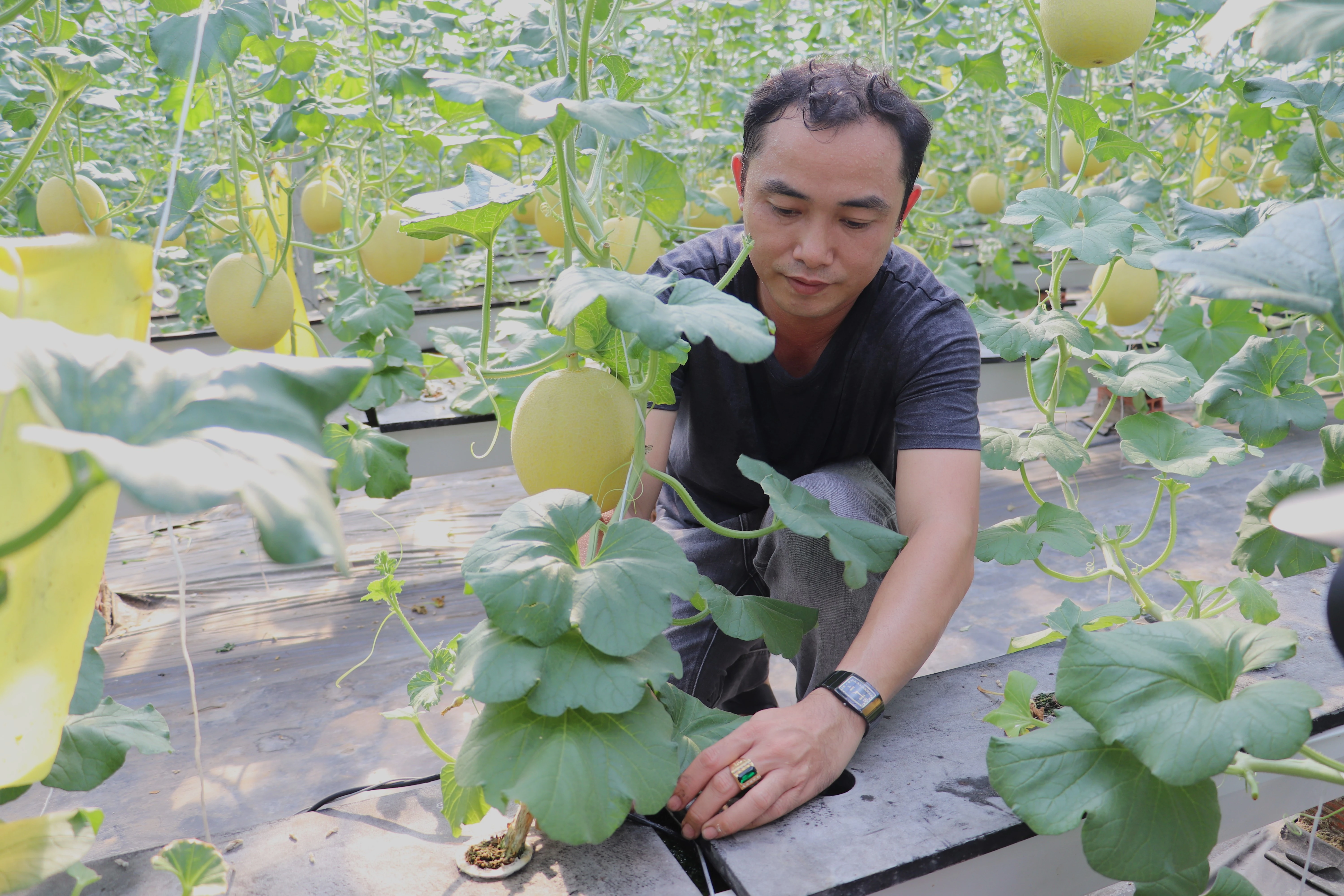 Dưa lưới được trồng bằng phương pháp thuỷ canh trong nhà màng tại Hoàng Xuân Farm, thị xã Trảng Bàng.