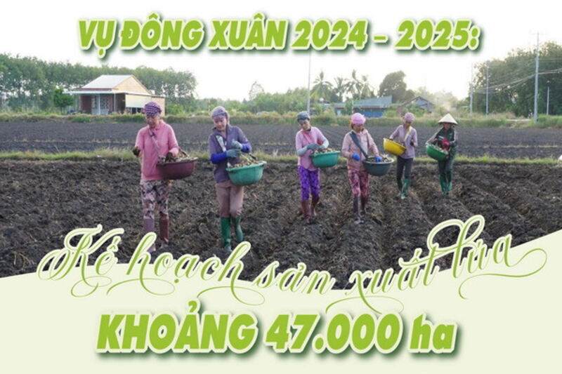 Vụ Đông Xuân 2024 – 2025: Kế hoạch sản xuất lúa khoảng 47.000 ha