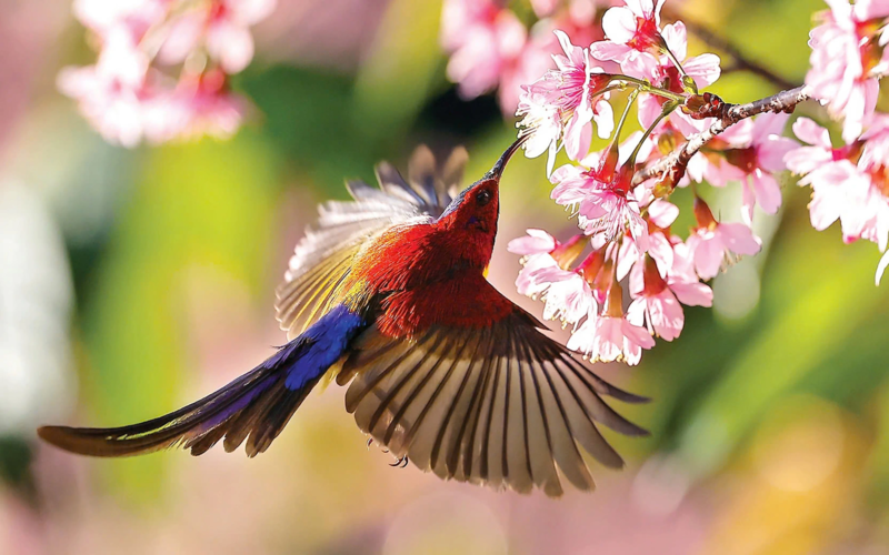 Trào lưu nuôi chim Aviary: Chính quyền ở đâu