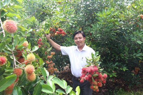 Nông nghiệp thời nay không chỉ có chuyện cày cuốc, phân bón, mà được nâng tầm với những ý tưởng kinh doanh sáng tạo. Một trong những mô hình đang được nhiều tỉnh, thành áp dụng thành công chính là: “Cây nhà tôi”, “Thuê cây trọn năm - hưởng trái theo mùa”.