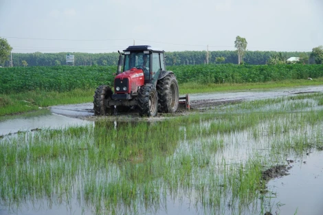 Châu Thành: Hơn 86 ha lúa bị thiệt hại do triều cường