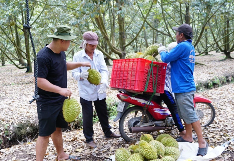 Phát triển hợp tác xã nông nghiệp trong tái cơ cấu ngành nông nghiệp và xây dựng nông thôn mới