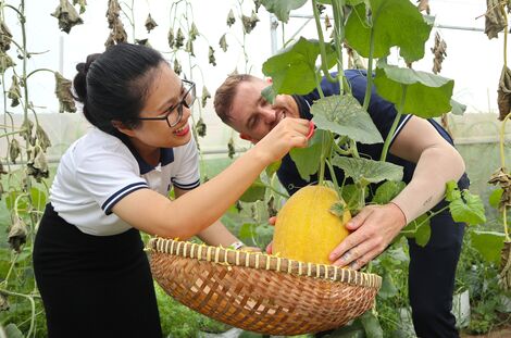 Độc đáo vườn dưa lưới “nghe” nhạc cho năng suất cao