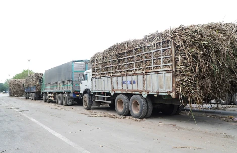 Nhức nhối tình trạng xe chở mía quá khổ, quá tải gây tai nạn