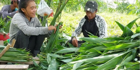 Cây tre Bát Độ trên vùng đất biên giới