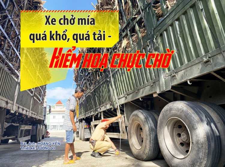 Xe chở mía quá khổ, quá tải - Hiểm hoạ chực chờ