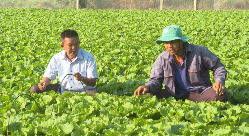 Sẵn sàng nguồn nông sản phục vụ thị trường tết