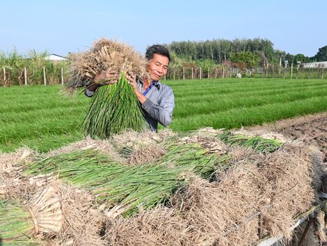 Mùa kiệu Tết