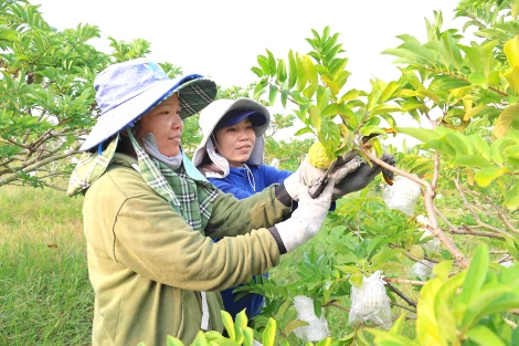 Mãng cầu Tây Ninh vào vụ tết