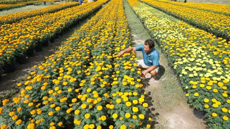 Những người gắn bó với nghề "làm đẹp" mùa xuân