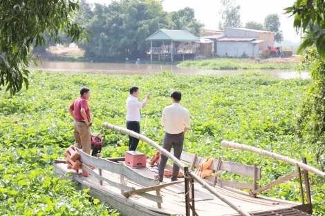 Khảo sát, kiểm tra thực tế tình hình lục bình trên sông Vàm Cỏ Đông