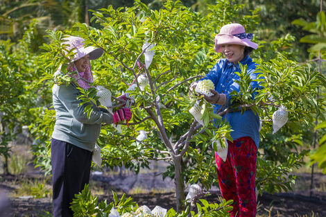 Hương mãng cầu, vị quê hương