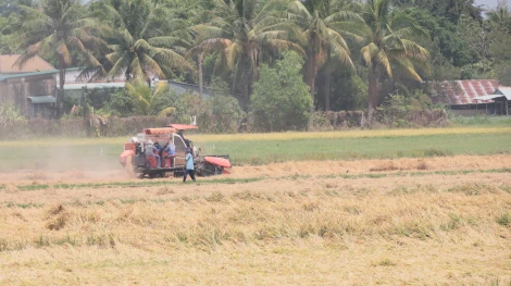 Giá lúa giảm sâu, nông dân lo lắng