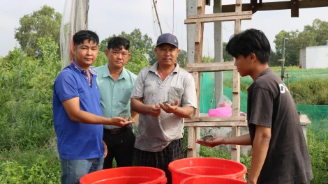 Gò Dầu: Mô hình nuôi ếch giúp nông dân thoát nghèo, phát triển kinh tế