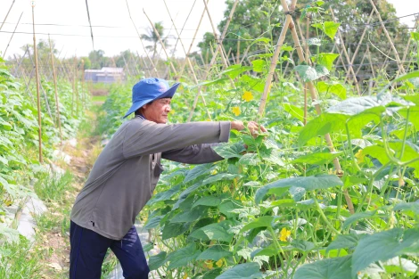 Hiệu quả mô hình sản xuất rau, củ, quả an toàn