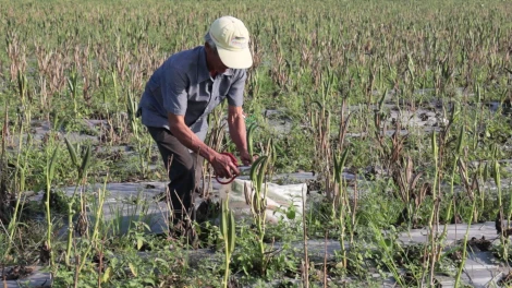 Ninh Điền: Mô hình liên kết sản xuất và bao tiêu đầu ra cho sản phẩm hoa màu